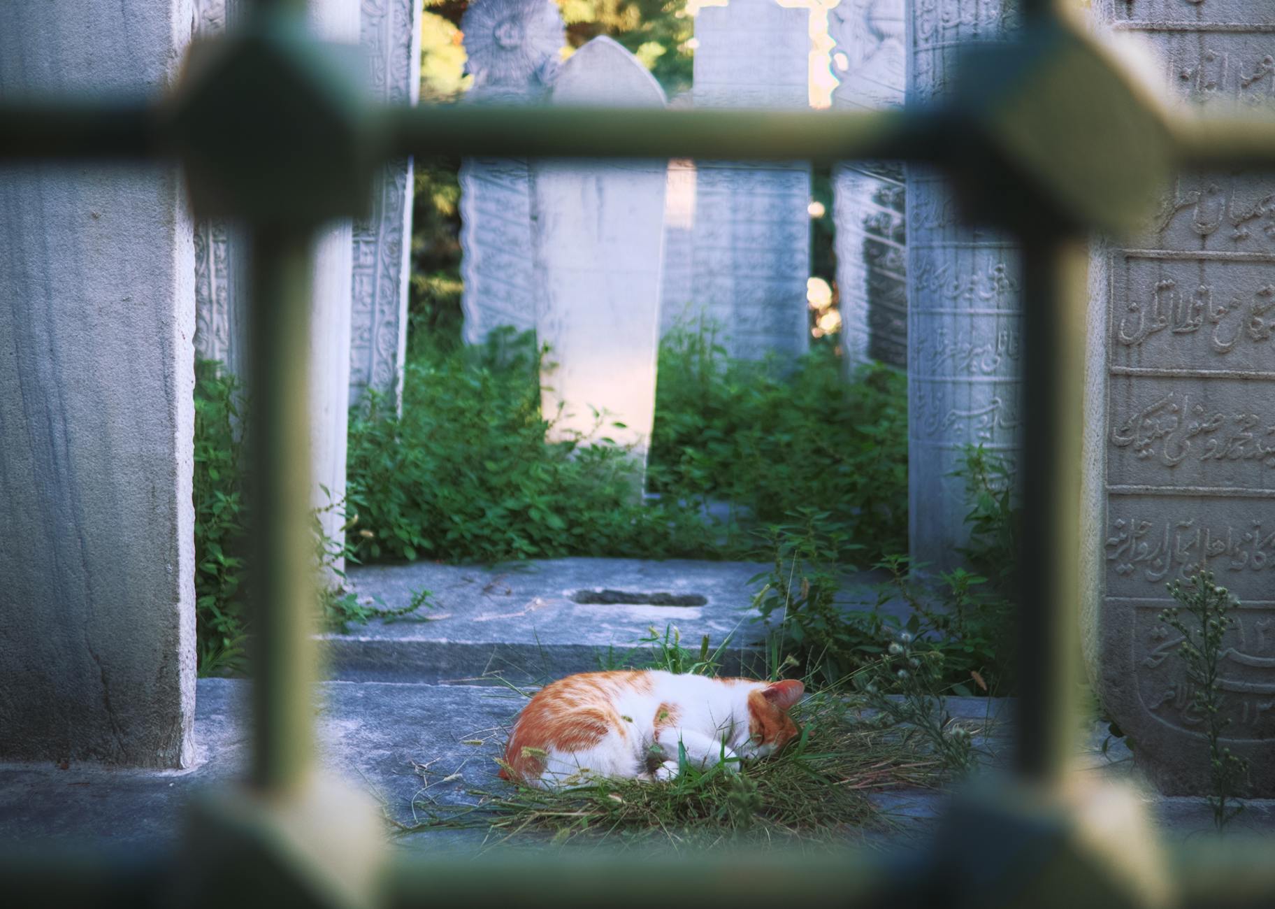 An orange and white cat sleeps peacefully among historic Ottoman tombstones in Istanbul.