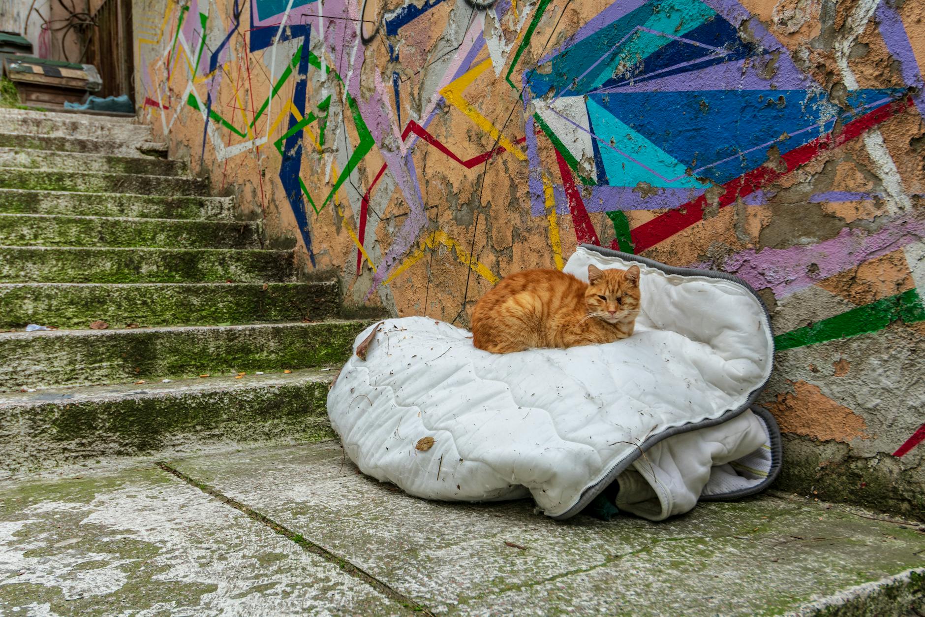 An orange cat sits on a cushion beside a concrete staircase with colorful graffiti.